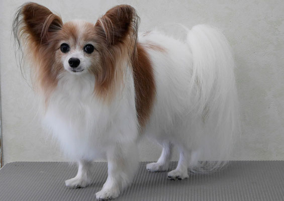 児島ヴィヴィアンちゃん