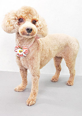 山小田チコちゃん