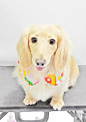 松村エルちゃん