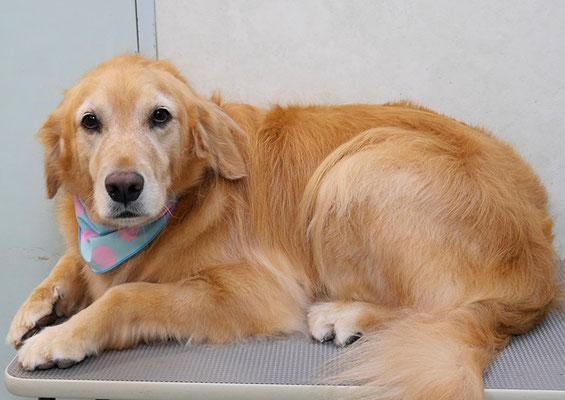 菊川チェリーちゃん