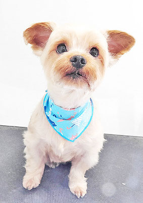 山口ポンズちゃん