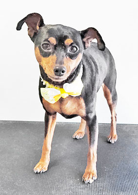 宮下フランちゃん