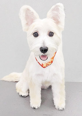 日渡チョコちゃん