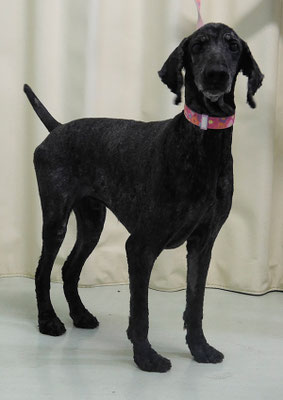 瀬戸山ココアちゃん