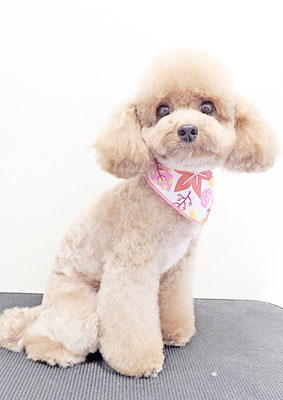 田淵マロンちゃん