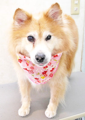 村松ゴンちゃん