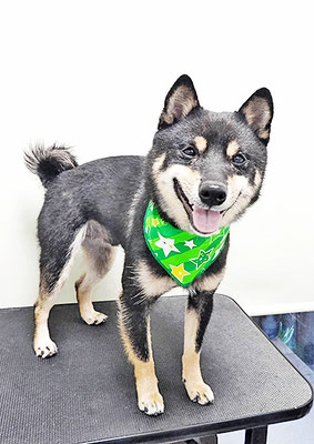 中野めらんちゃん