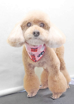 新山モモちゃん