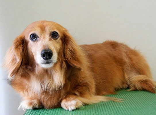 川吉モモちゃん