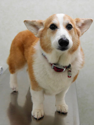 西方レオちゃん