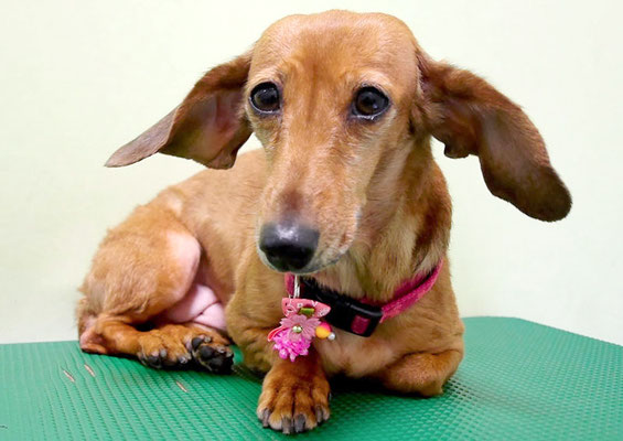 別府モモちゃん