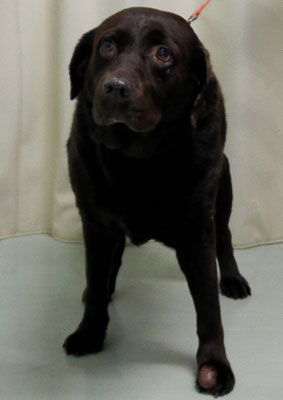 田代チャコちゃん