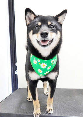 登あんこちゃん