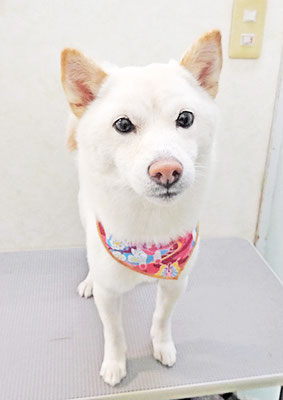 登おもちちゃん