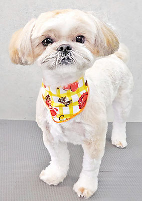 柳田モカちゃん