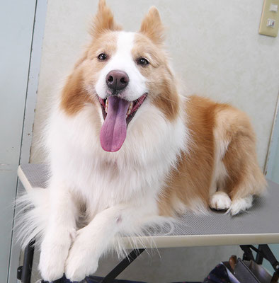 森本アンズちゃん