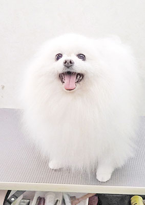 八木ピュアちゃん