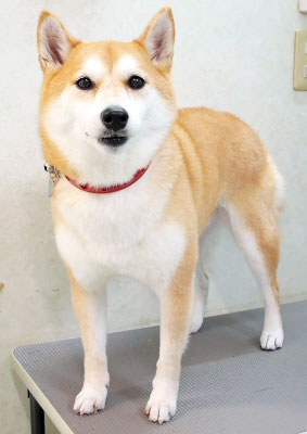 小村ゆずちゃん