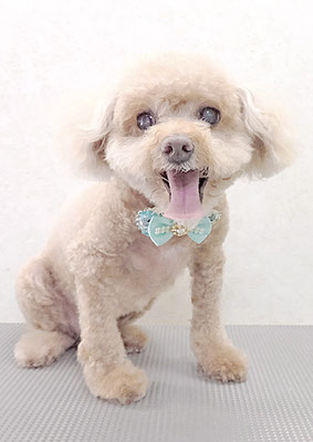 小森ちょこちゃん