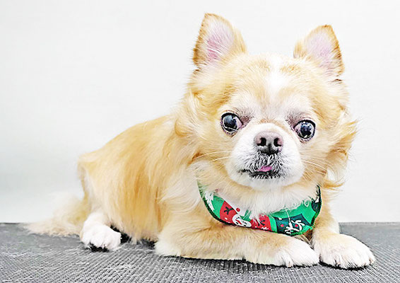 大山ココちゃん