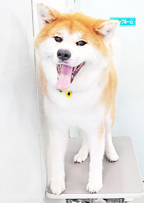 姶良カイちゃん