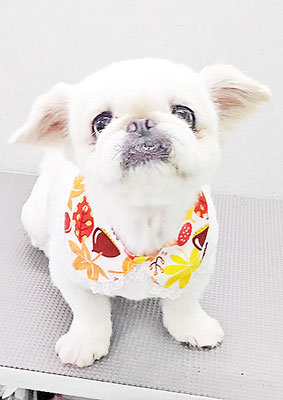 本多かずはちゃん