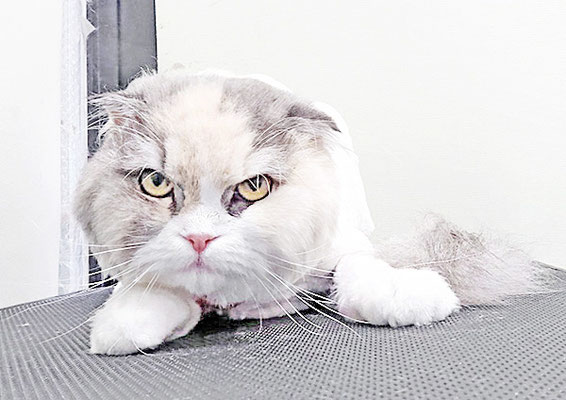 神田くーくーちゃん