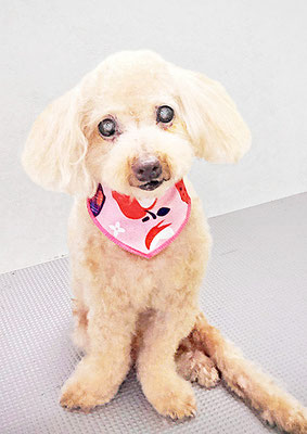 北チャ子ちゃん