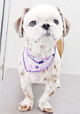 海江田チャ太郎ちゃん