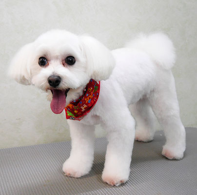 中島フワリちゃん