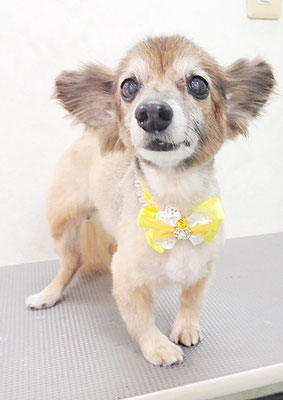 田島ベリちゃん