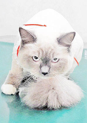 時政しらたまちゃん