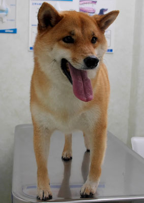 森崎アズキちゃん