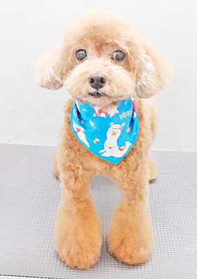 平田小鉄ちゃん