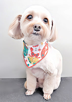 前原クッキーちゃん