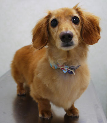 津曲パンちゃん