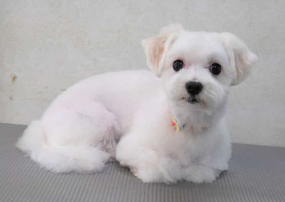 高橋まるちゃん