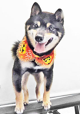 中野めらんちゃん