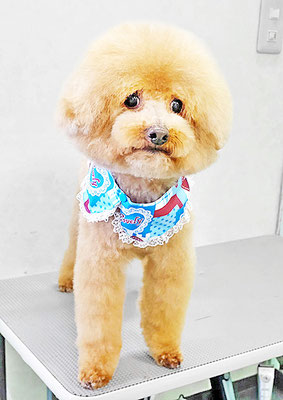 町田ジュニアちゃん