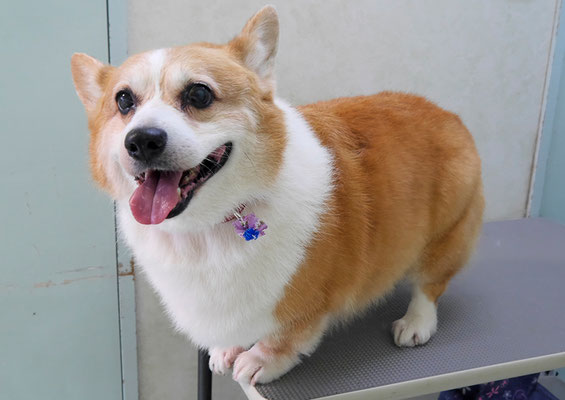 國生ラッシュちゃん