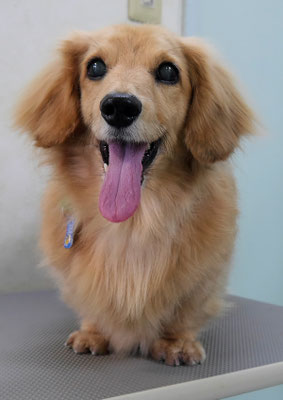 湯田ハヤテちゃん