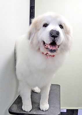 田代メイちゃん