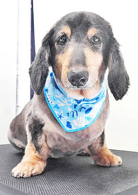 田中ロンちゃん