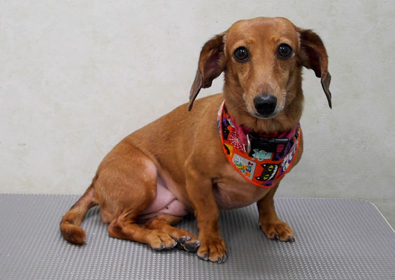 別府モモちゃん