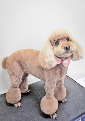 新山モモちゃん