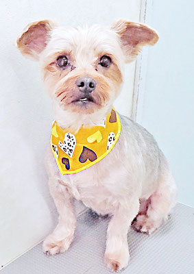 山口ポンズちゃん