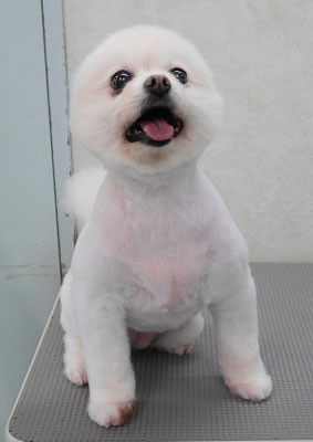 森崎ピュアちゃん