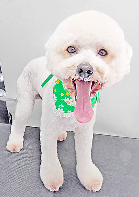 石元ぽちゃちゃん