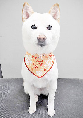 登おもちちゃん