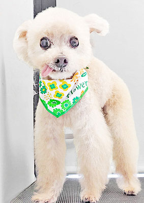 野口ティガちゃん